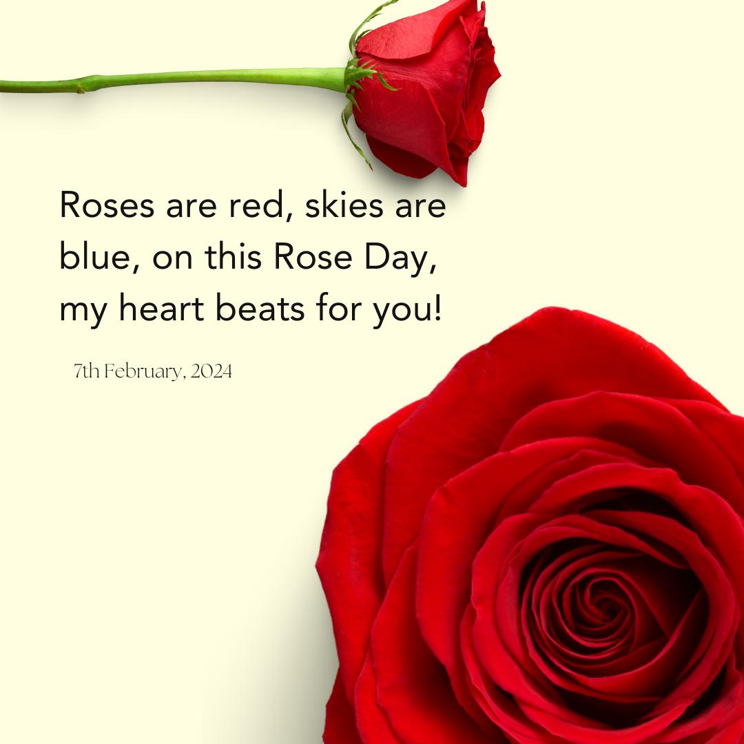Happy Rose Day 2024: 50 Wishes, images 