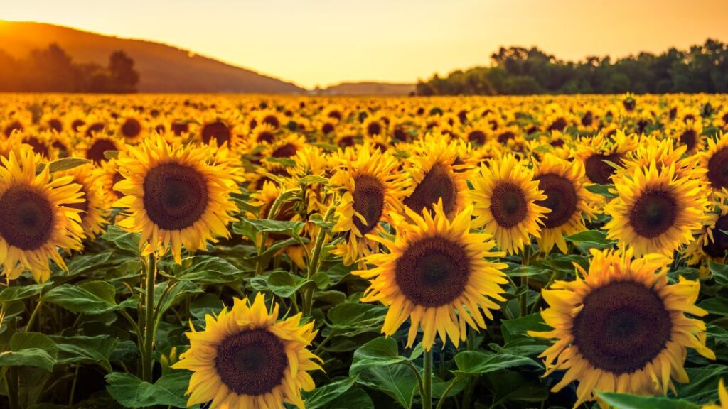 The Secret Society of Smiling Sunflowers